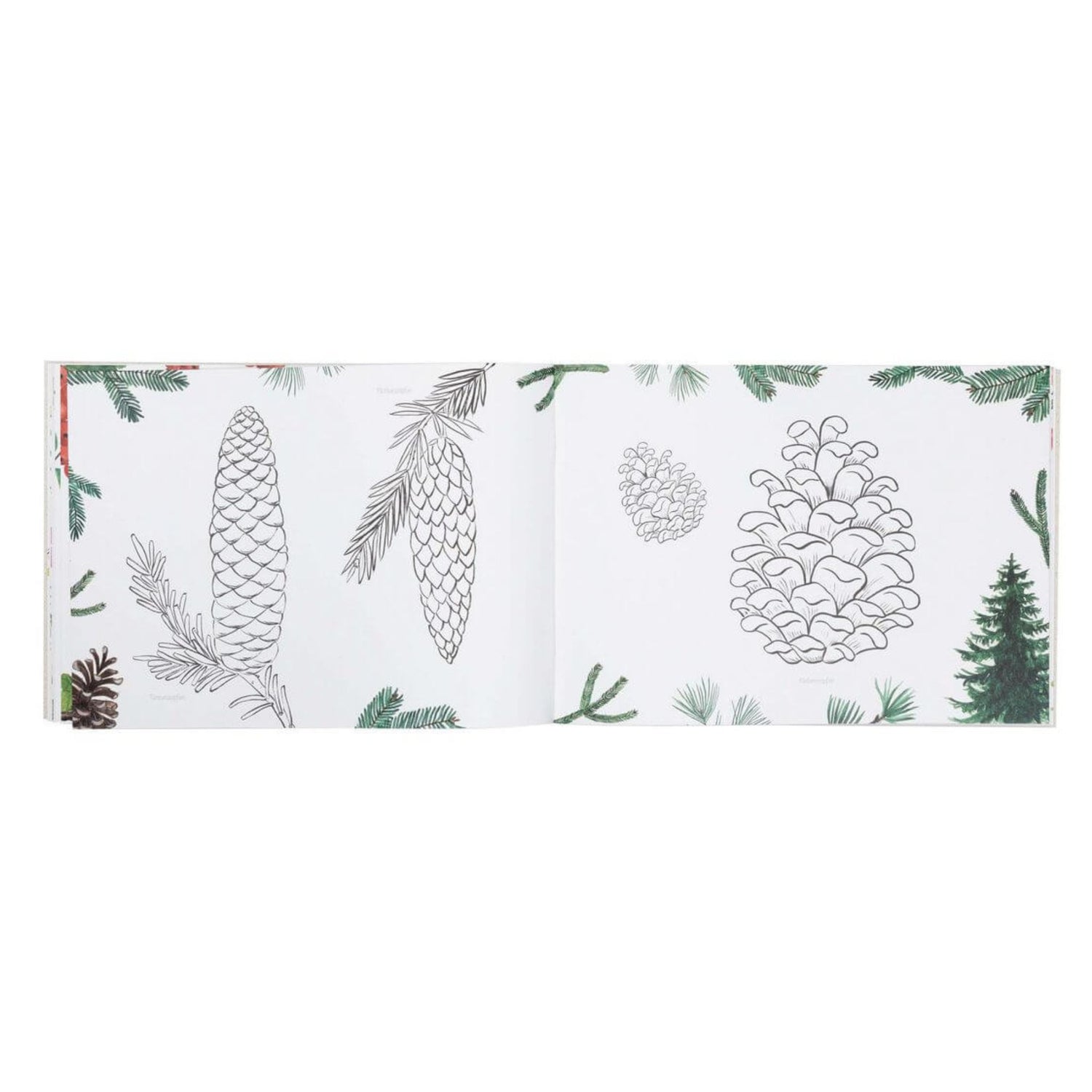 Naturmalbuch mit heimischen Tieren und Pflanzen